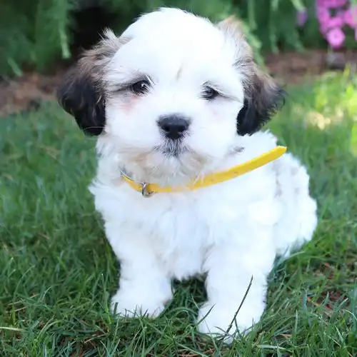 Lhasa apso  